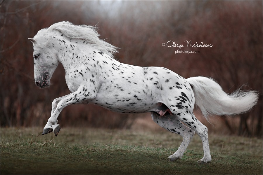Fabulous appaloosa named Rafael de Arbat, Klepper horse breed